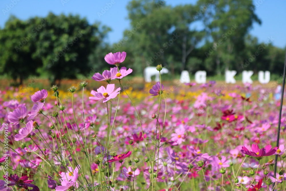 field of flowers