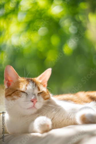 Cute red cat sitting on the windowsill. outside a sunny summer day. Close up portrait ginger cat