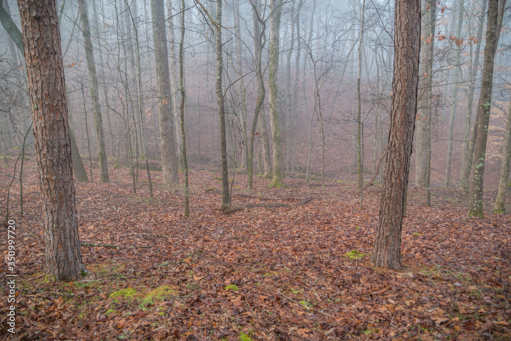 Fog in the forest Fog in the forest
