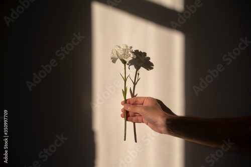 Εκτύπωση καμβά romantic spring-summer love story courtship concept, photo of a hand holding a w