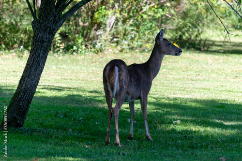 Female whitetail deer under fruit tree with fruit on ground