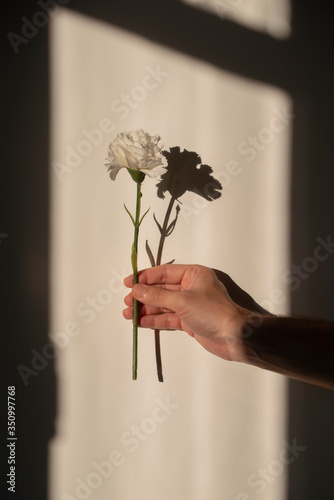 romantic spring-summer love story courtship concept, photo of a hand holding a white flower with beautiful sunlight reflection vertical