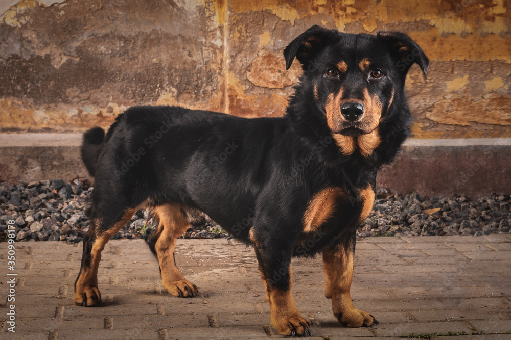 The portret of a dog The portret of a dog