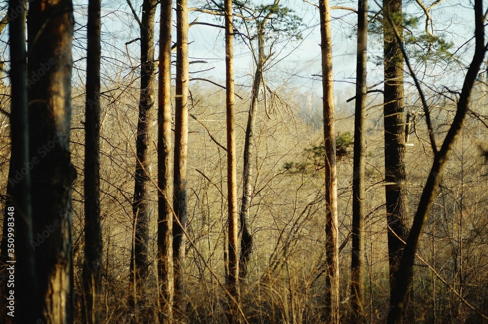 Obraz premium coniferous forest in the rays of the setting sun. Trunks of fir trees at sunset