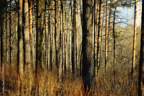 coniferous forest in the rays of the setting sun. Trunks of fir trees at sunset