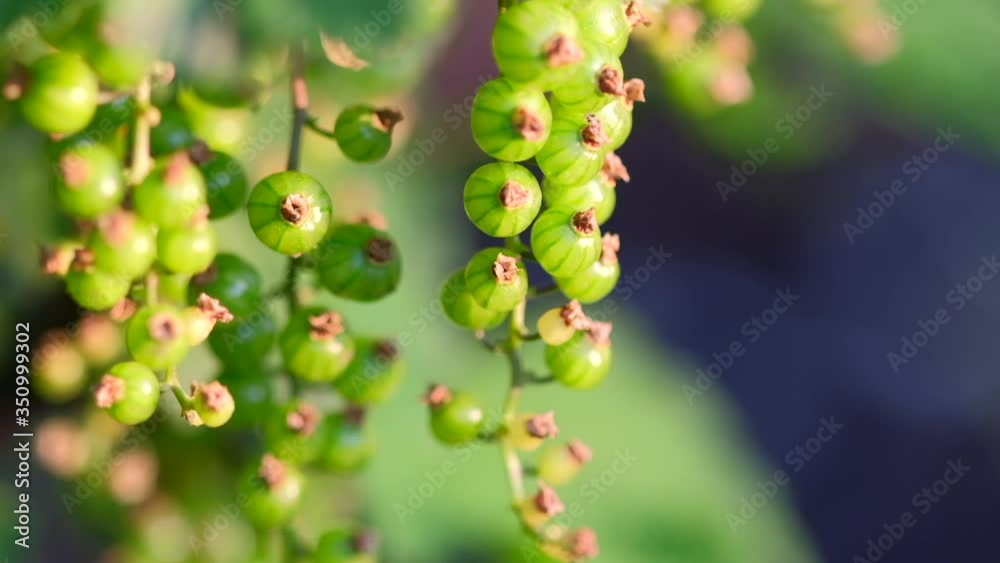 Unripe green berries of red currant. Ribes rubrum, redcurrant. Currant bush in early spring Unripe green berries of red currant. Ribes rubrum, redcurrant. Currant bush in early spring