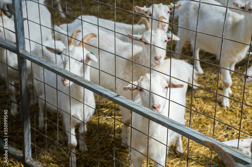 .Goats on a goat farm behind bars. Farm livestock farming for the industrial production of goat milk dairy products