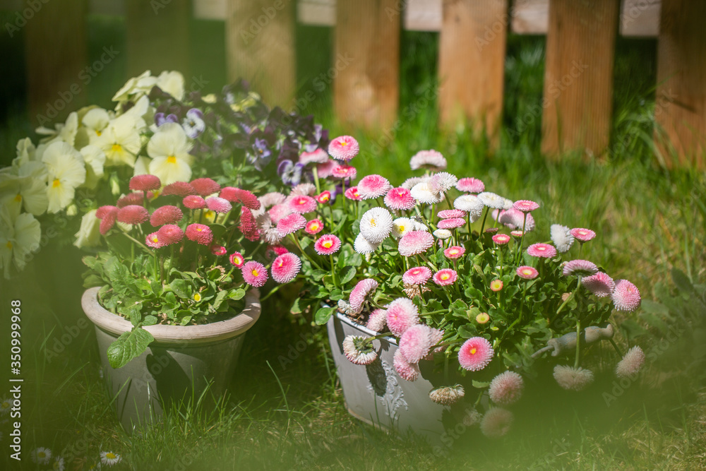Beautiful daisies in a rustic metal pot on green grass. gardening concept