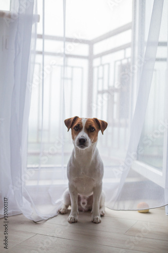 dog at home jack russell terrier