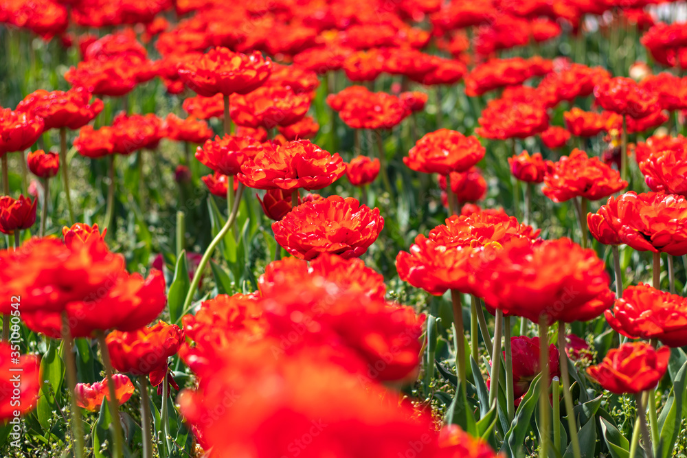 Daylight. Bright sun. Red tulips have blossomed. Red carpet