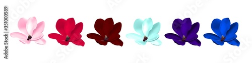 beautiful magnolia flower isolated. Vector photorealistic illustration of varicoloured, multicolor flowers with easy color change pink, red, burgundy,blue, violet, purple