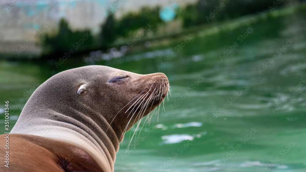 Fototapeta premium sea lion on the rock looking warm and chilled out 