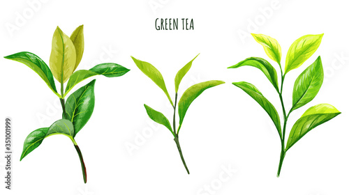 Green tea branches and leaves, Hand drawn