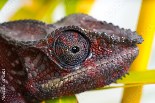 A bright red chameleon Sits in bright plants. Macro shooting