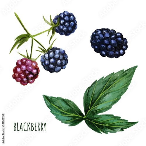 Blackberry with leaves, fresh berries. Hand drawn