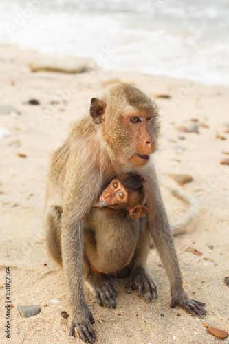 Animals and wildlife. Macaque mom carries a small cub monkey © Alexandra Selivanova