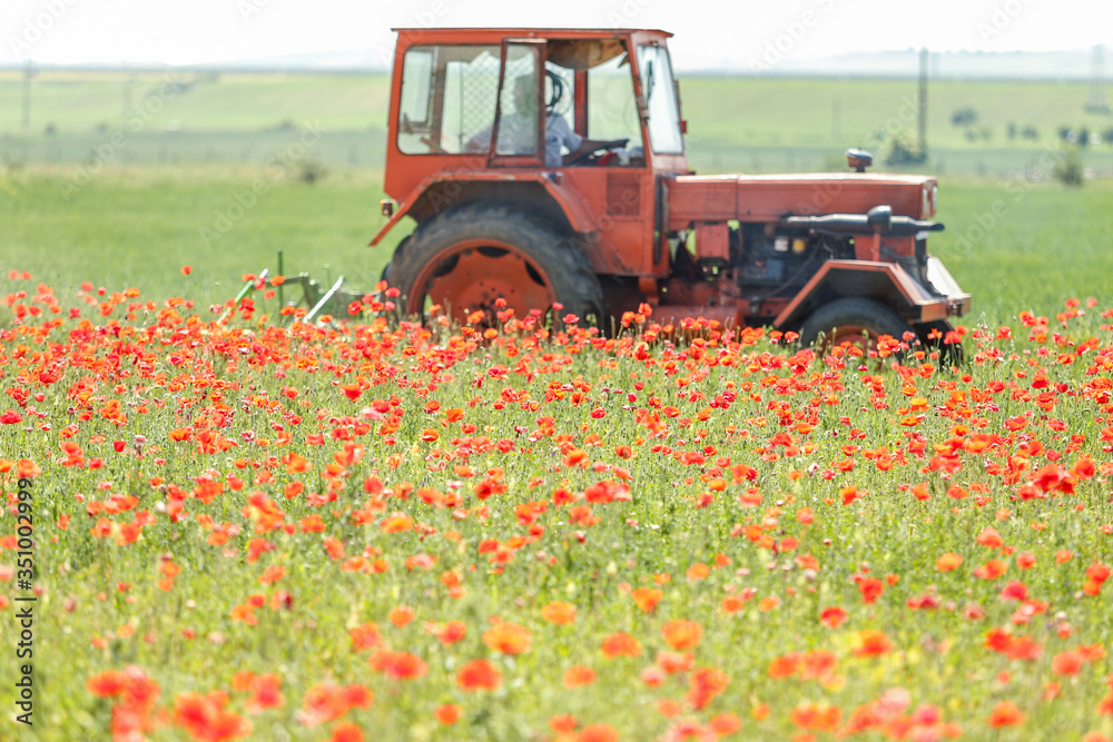 Red tractor is cutting poppy in the field