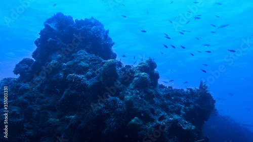 Reef diving in Cozumel