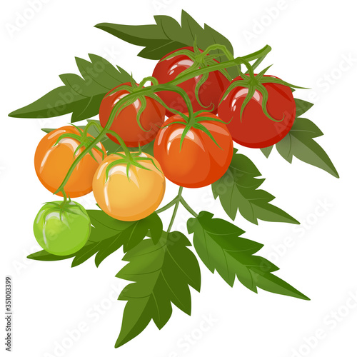 A bunch of tomatoes on a branch with leaves. Red-green fruits of different ripeness. Isolated on a white background. Vector illustration.