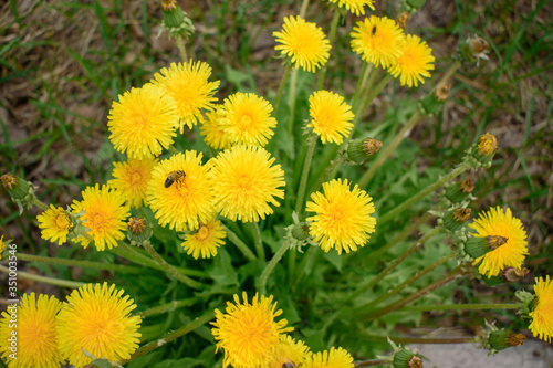 Yellow flowers. Taraxacum officinale - common dandelion is a flowering herbaceous perennial plant of the family Asteraceae - Compositae. A bee collects nectar. © Sergei Tim