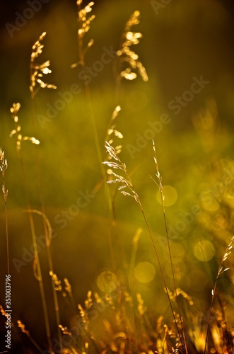 Golden fields