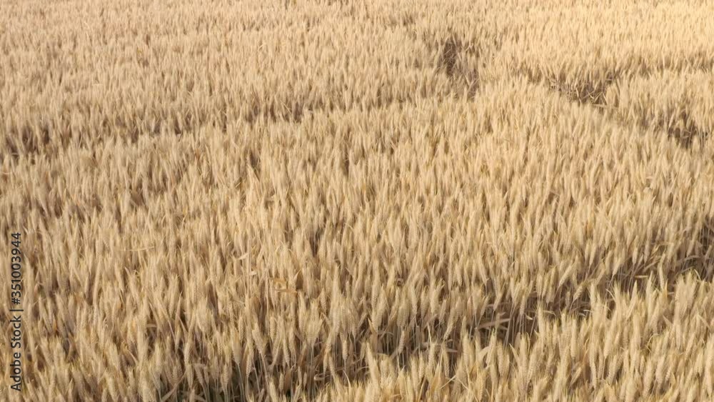 wheat wheat