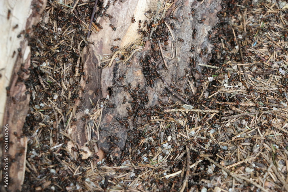 ants on the ground ants on the ground