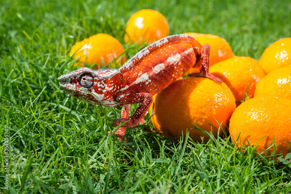 Fototapeta premium Bright orange chameleon sits on fresh oranges on a background of green grass
