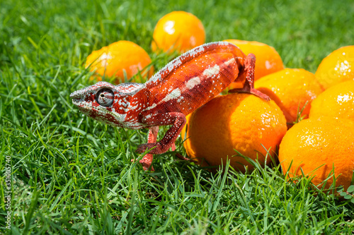 Bright orange chameleon sits on fresh oranges on a background of green grass
