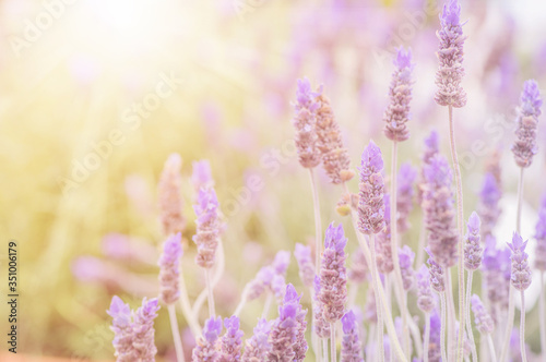 Summertime.  Blooming lavender in a field