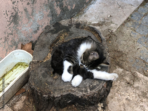a cute cat sleeping on log of tree at street