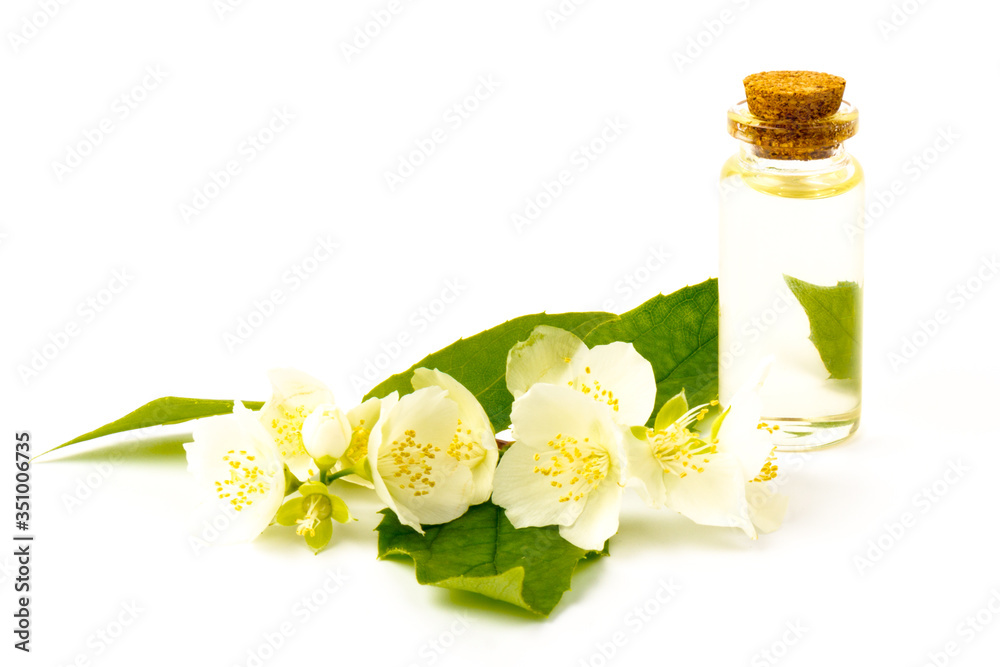 Jasmine flowers isolated on white background, close up. Jasmine flowers isolated on white background, close up.