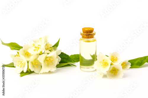 Jasmine flowers isolated on white background  close up.