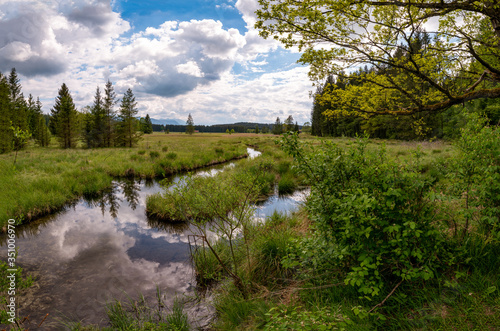 creek in the swamp