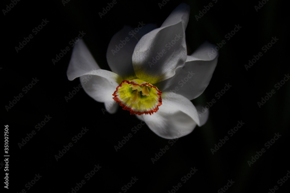 Obraz premium white and black