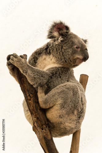 Fototapeta Naklejka Na Ścianę i Meble -  Koala Bear sitting on a Tree