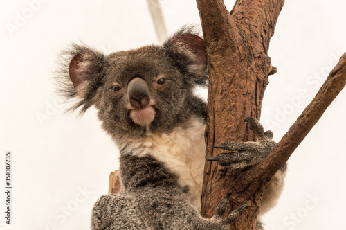 Fototapeta Naklejka Na Ścianę i Meble -  Koala Bear sitting in a Tree