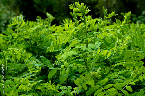 Beautiful acacia leaves in the morning