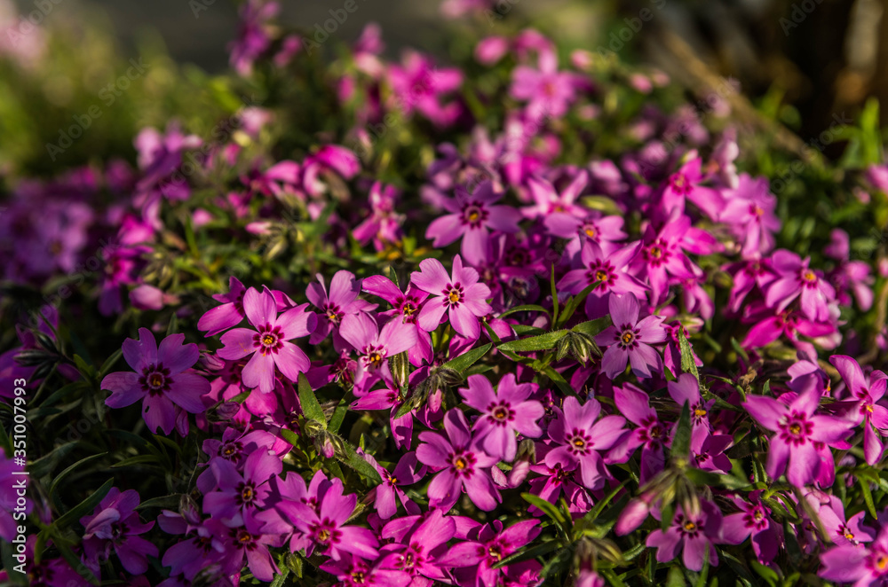 Purple flowers in the garden Purple flowers in the garden