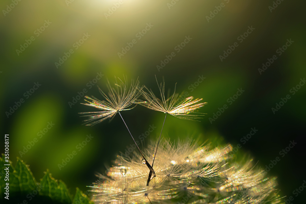 Obraz premium Two dandelion seeds on a flower. Beautiful colors of the setting sun. Copyspace. The concept of freedom, love, couples. Detailed macro photo.