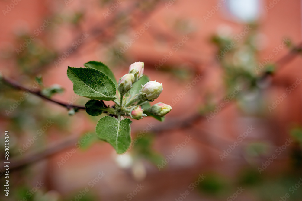 Bud of a blooming Apple tree against the background of a red brick house, close-up Bud of a blooming Apple tree against the background of a red brick house, close-up