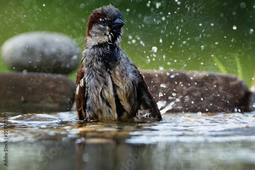 The House sparrow, Passer domesticus, male bathes in the water of a bird's waterhole. Czechia. Europe.