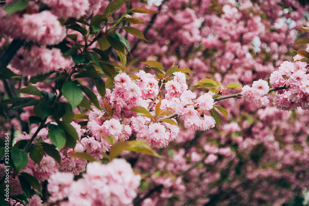 Flowers Sakura flowering on spring sakura tree. Nature.