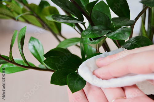 Woman rag wipes dust from green leaves of houseplant