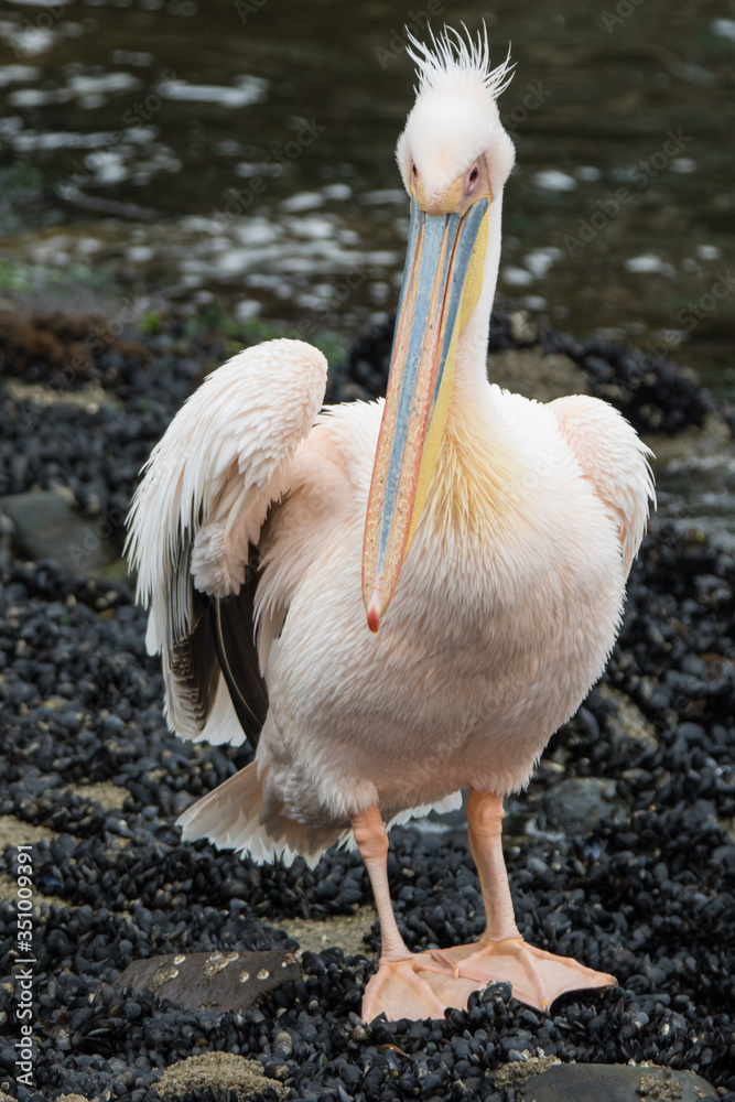 Portrait of beautiful water bird Pink-backed Pelican with yellow beak and gentle pink feathers and funny topknot. Namibia. Portrait of beautiful water bird Pink-backed Pelican with yellow beak and gentle pink feathers and funny topknot. Namibia.