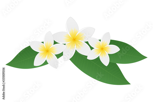 Plumeria frangipani flowers with green leaves. Tropical flower. Isolated on white background. Vector illustration.