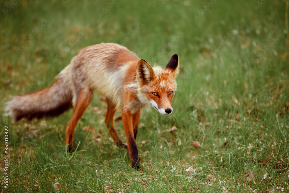 Fototapeta premium Red fox in the forest
