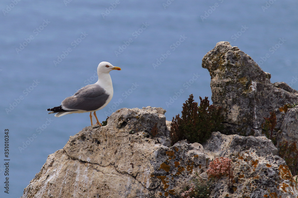 Yellow-legged gull (Larus michahellis) perched on a rock with the sea in the background Yellow-legged gull (Larus michahellis) perched on a rock with the sea in the background
