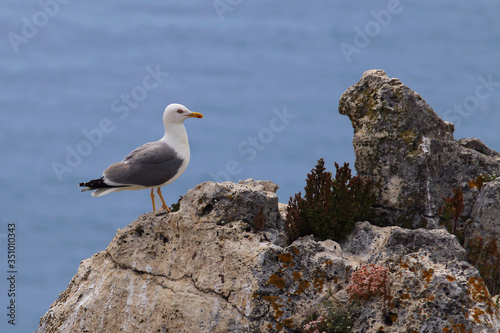 Yellow-legged gull  Larus michahellis  perched on a rock with the sea in the background