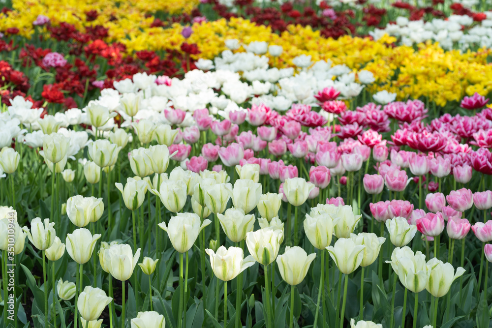 Huge fields of colorful tulips. Netherlands. Amsterdam. Background for cards for any holiday. Spring flowers.